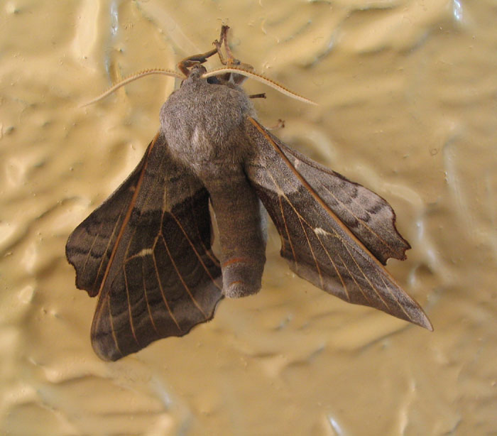 motyl