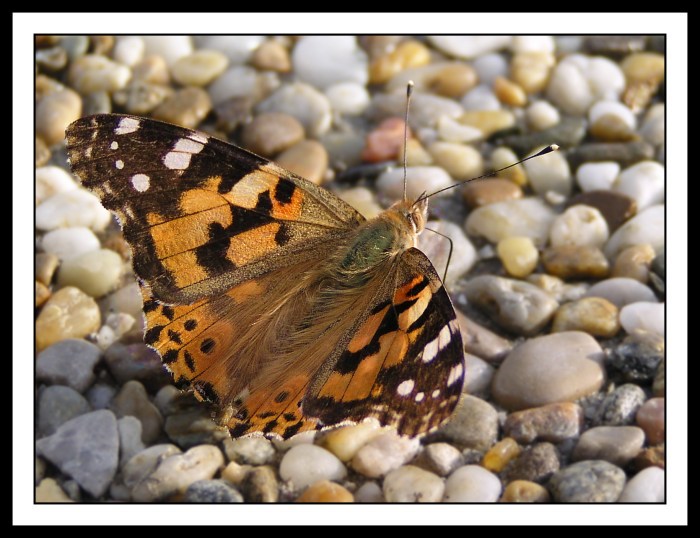 <b>Vanessa cardui Linnaeus</b>
