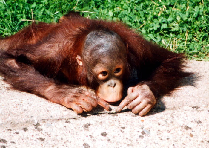ZOO Dvůr Králové nad Labem