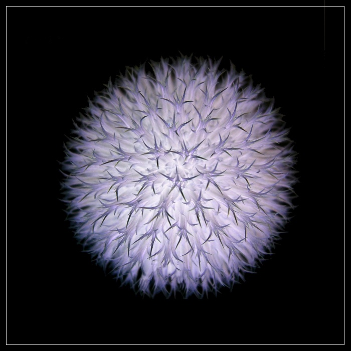 Planeta Carduus