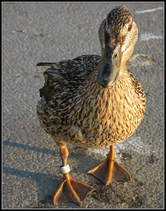 A ta kacka blato tlacka