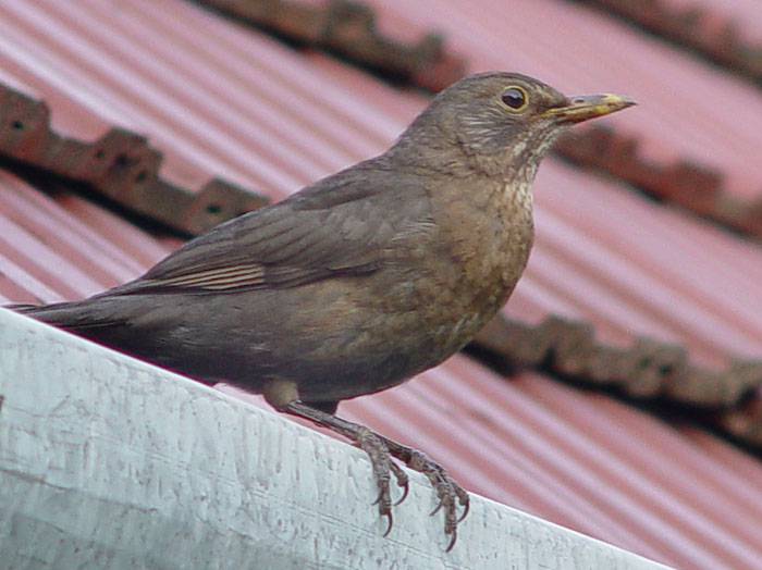 Bird
