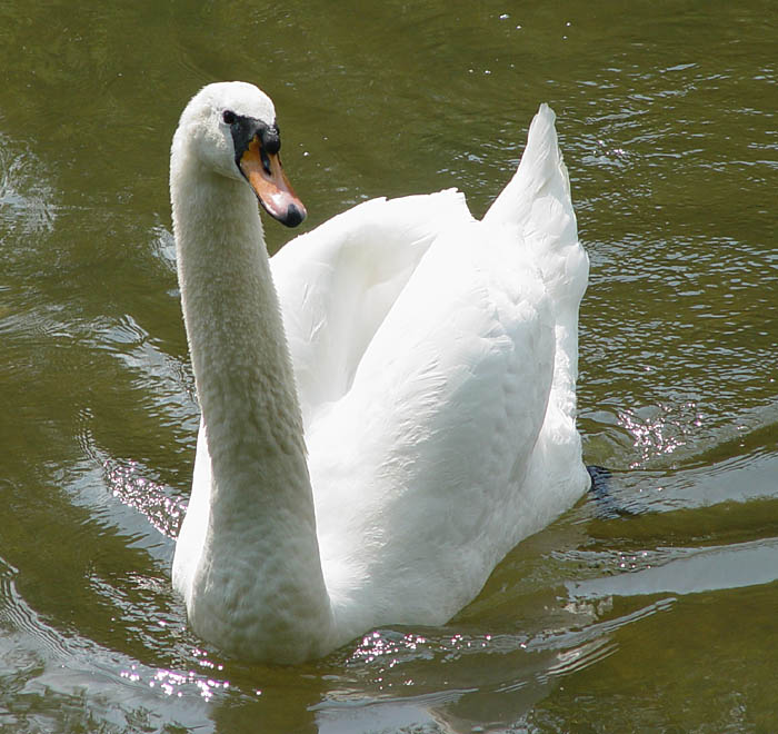 Labuť