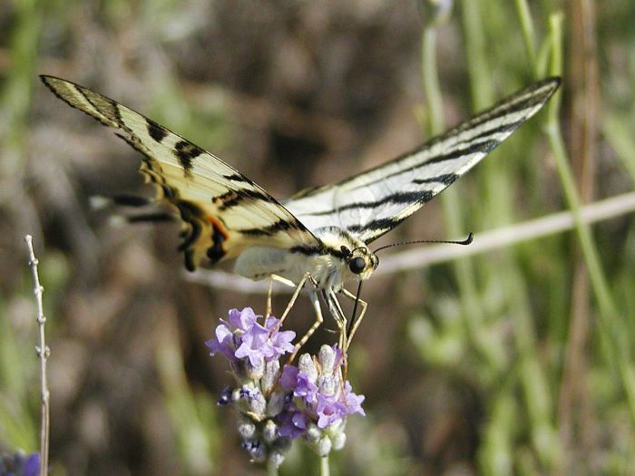 otakárek a levandule