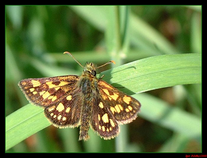 Motyl..II