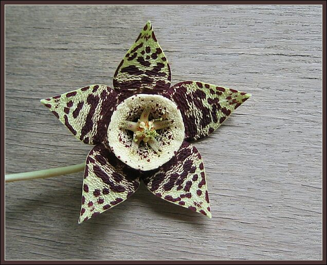 Stapelia