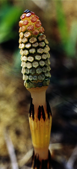 Přeslička