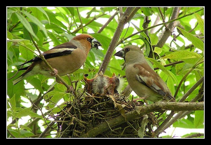 Dlask 2 - táta a máma.