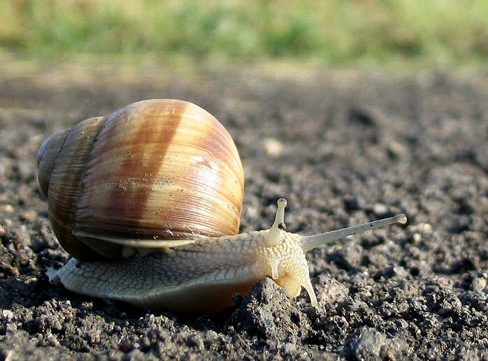 The Shnekk On The Road