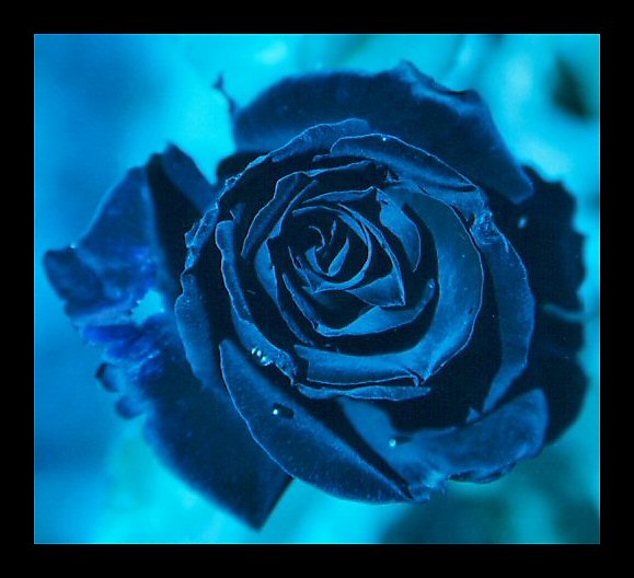 Ice rose