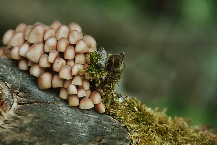 Stretnutie klobúčikov