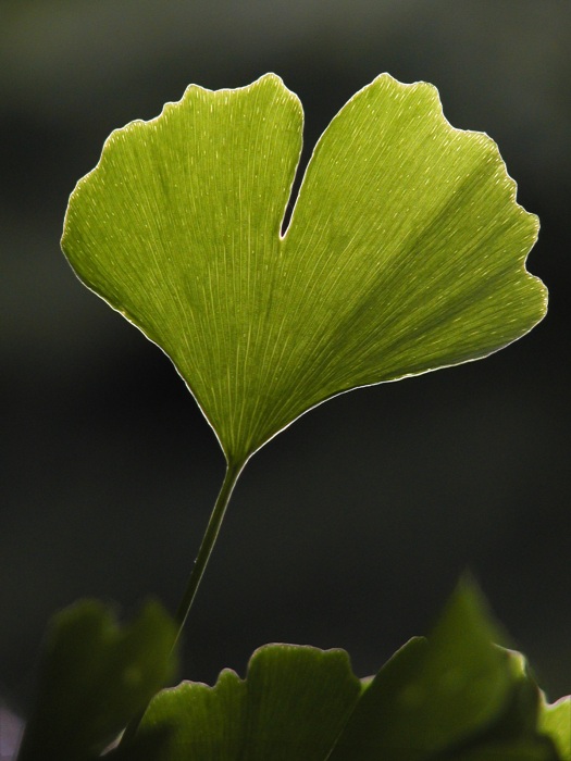 Ginkgo
