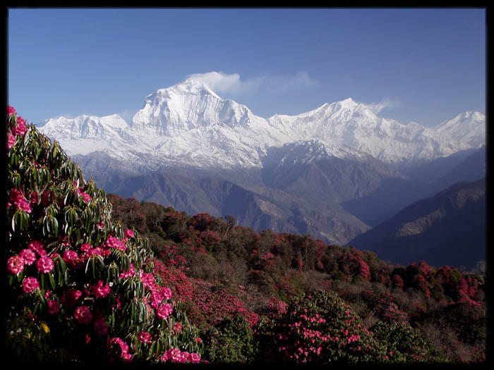 Dhaulagiri - ráj rododendronů