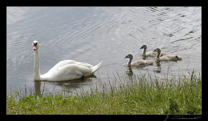 Prote labutak s labutatkama