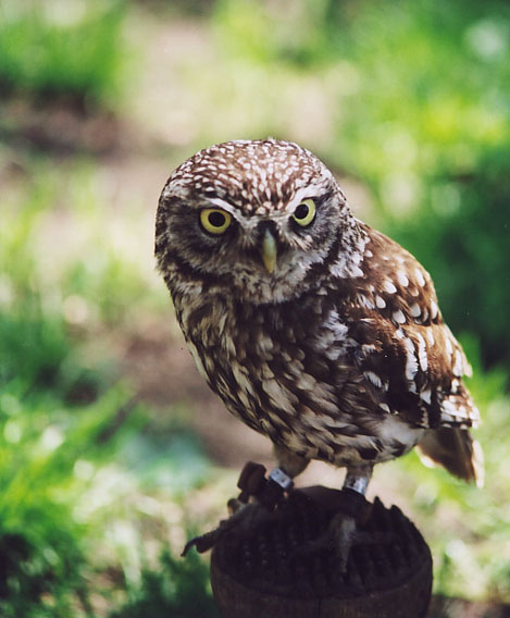 Abbassa lo sguardo!