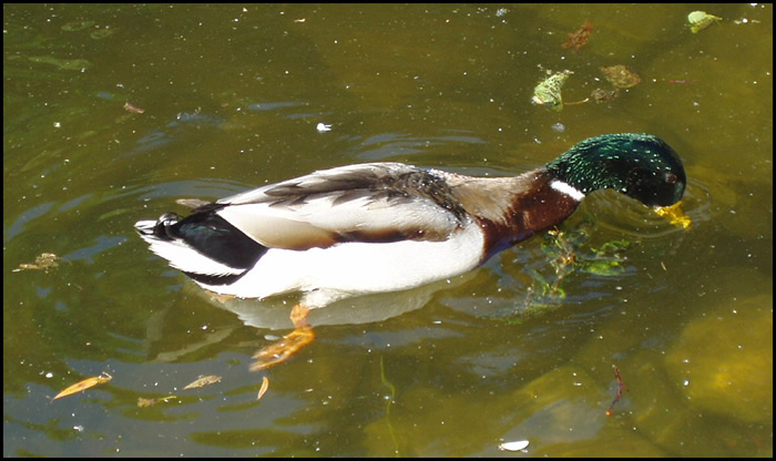 Donald