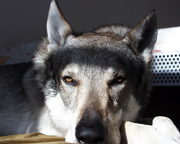Sleepy Wolf(dog) :-)