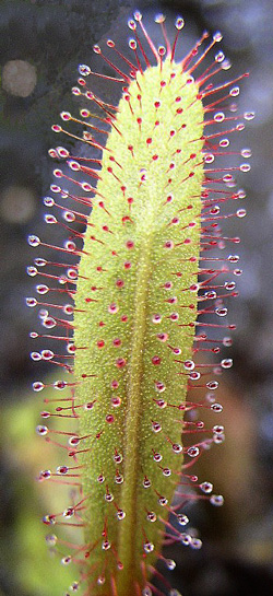 Kytka masožravá - drosera adelae