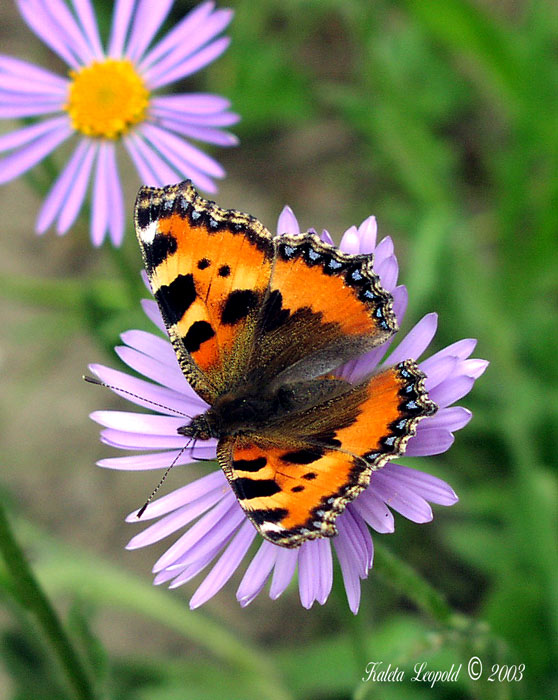 Motyl