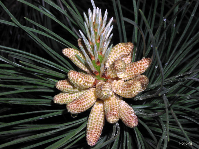 Pinus nigra