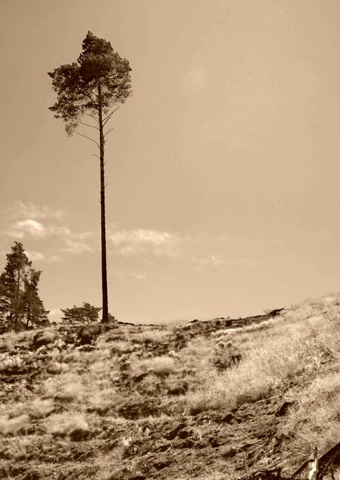 ALONE