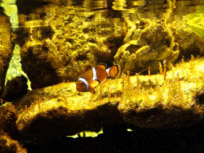 Pod hladinou akvária