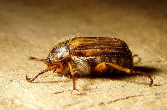 Večerný návštevník