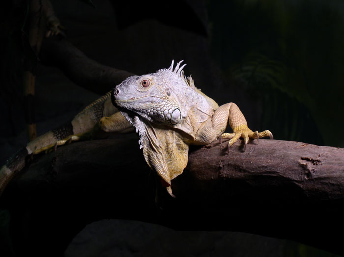 Brněnská Zoo