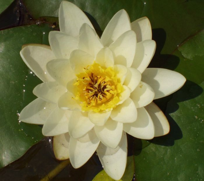 Střed kašny