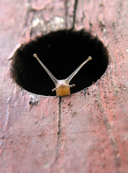 Šnečku, šnečku....