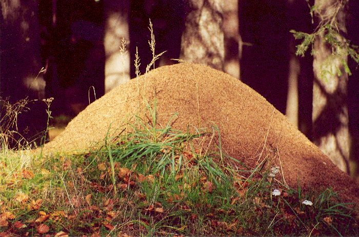 Mraveniště