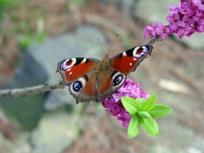 Babočka paví oko (Nymphalis)