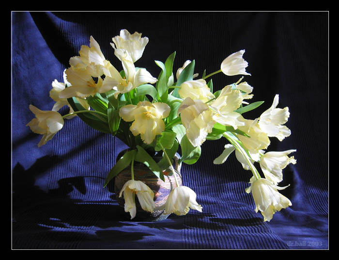 páni tulipáni