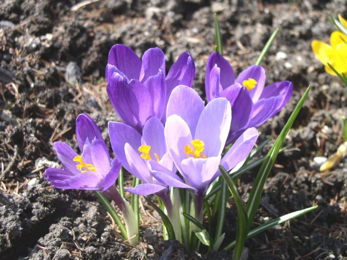 Krokus