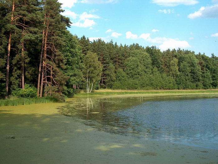 Rybník