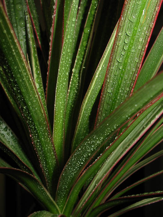 Dračinec (Dracena)