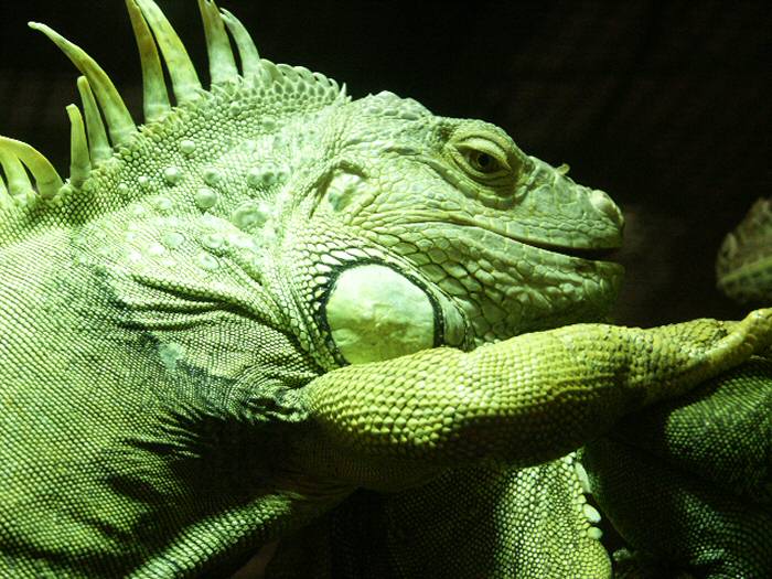 Zoo Plzeň