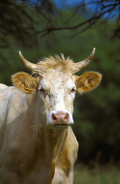 Nijak zvlášť veselá se nezdála ... kráva :o)