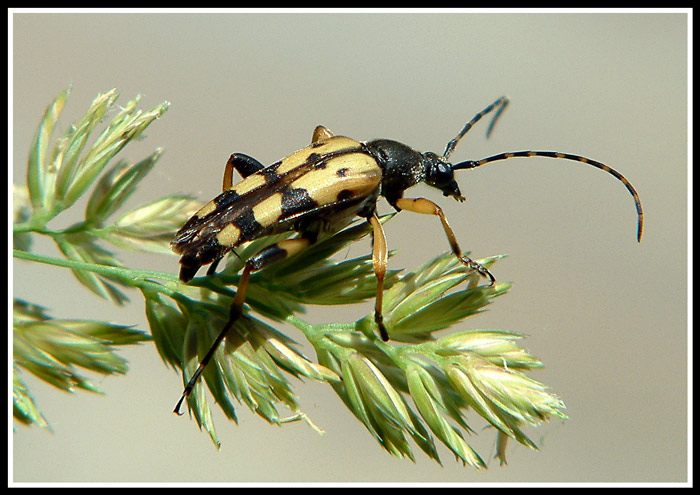 Tesařík - Rutpela maculata