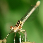 "Čau,já jsem Pascal ! "