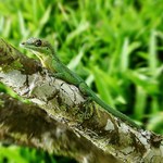 Neúspěšné mimikry