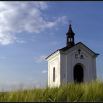 Co roste v žitě...