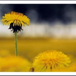 Jak se žije na vysoké noze