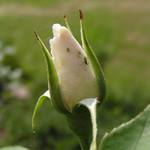 Detail mšice na růži.