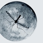 moora on the Moon...