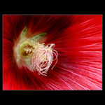 Althaea...střed květu...