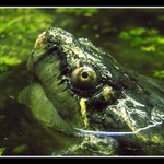 ...zazera...prisera...