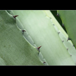 Green dream....... III.