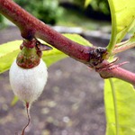 ..:: Chlupatice ::--