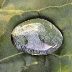 ..:: Kapka Rosy ::..